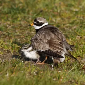 Ringed Plover -Charadrius hiaticula- with its chicks gathered under its wings Ringed Plover -Charadrius hiaticula- with its chicks gathered under its wings