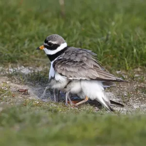 Ringed Plover -Charadrius hiaticula- with its chicks gathered under its wings Ringed Plover -Charadrius hiaticula- with its chicks gathered under its wings