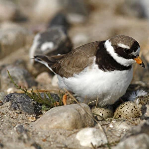 Ringed Plover -Charadrius hiaticula- sitting on its nest with two eggs and a hatched chick
