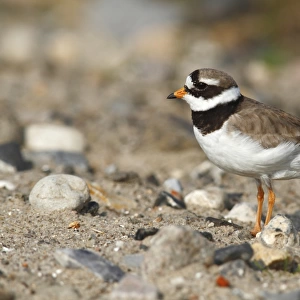 Ringed Plover -Charadrius hiaticula- standing on rocky ground, Schleswig-Holstein, Germany