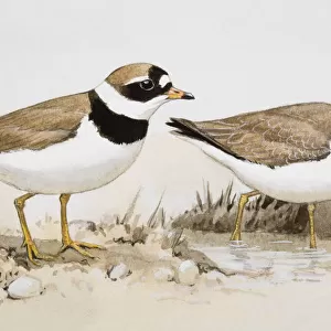 Two Ringed plovers (Charadrius hiaticula), one wading in water, the other standing nearby