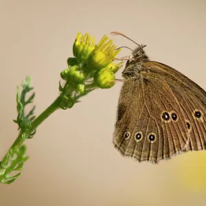 Ringlet -Aphantopus hyperantus- sucking nectar, Lower Saxony, Germany