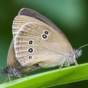 Ringlets (Aphantopus hyperantus), copulation, Hesse, Germany Ringlets (Aphantopus hyperantus), copulation, Hesse, Germany