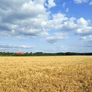 Ripe Barley field -Hordeum vulgare-, Upper Franconia, Bavaria, Germany