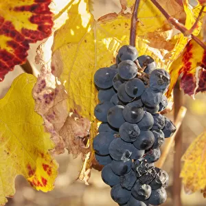 Ripe grapes with some late season defects and leaves in autumn colours