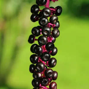 Ripe inflorescence of American Pokeweed -Phytolacca americana-, USA