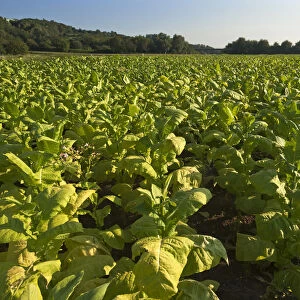 Ripe Tobacco field -Nicotiana-, Ringsheim, Baden-Wurttemberg, Germany