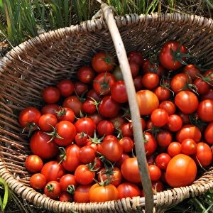 Ripe tomatoes -Solanum lycopersicum- in a basket, Mecklenburg-Western Pomerania, Germany