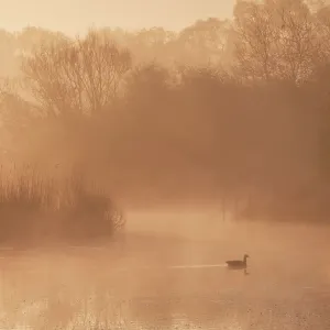 River Lea, Hooks Marsh, Serenity