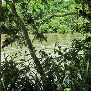 River seen through the lush vegetation, Argentina