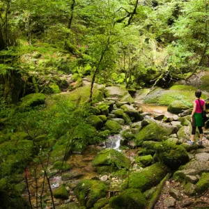 River stream in Unesco heritage rainforest, Japan