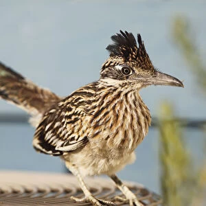 Roadrunner perched on an Air Conditioning Unit