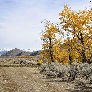 Roadway with autumnal coloured trees in the Big Lost River Valley, Lost River Range at back, Mackay, Idaho, USA