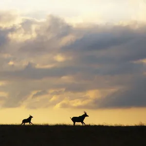 Roan antelope, Nyika plateau, Malawi