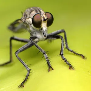 Robber fly Robber fly
