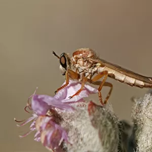 Robber Fly -Asilidae sp. -, Goegap Nature Reserve, Namaqualand, South Africa, Africa