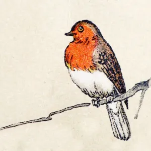 Robin, birds animals antique ilustration Robin, birds animals antique ilustration