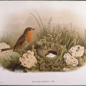Robin and Eggs Robin and Eggs