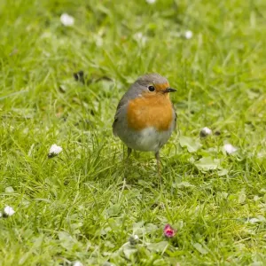 Robin Print on Grass, Fuldabruck, Germany Robin Print on Grass, Fuldabruck, Germany