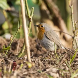 Robin -Erithacus rubecula-, on the ground, Fuldabruck, Fuldabruck, Hesse, Germany Robin -Erithacus rubecula-, on the ground, Fuldabruck, Fuldabruck, Hesse, Germany