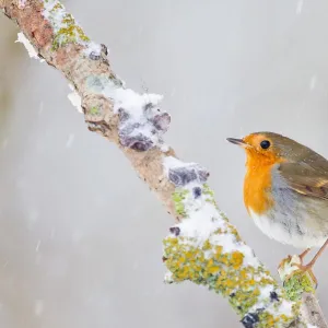 Images Dated 2012 December: 9 Dec 2012