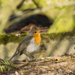 Robin perched print on a log Robin perched print on a log
