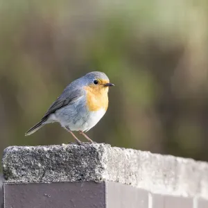 Robin -Erithacus rubecula-, perched on a stone wall, Fuldabruck, Fuldabruck, Hesse, Germany Robin -Erithacus rubecula-, perched on a stone wall, Fuldabruck, Fuldabruck, Hesse, Germany
