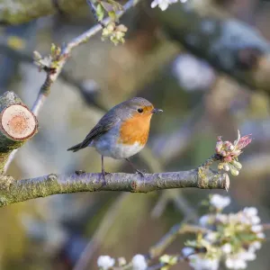 Robin -Erithacus rubecula-, perched on a twig, Fuldabruck, Fuldabruck, Hesse, Germany Robin -Erithacus rubecula-, perched on a twig, Fuldabruck, Fuldabruck, Hesse, Germany
