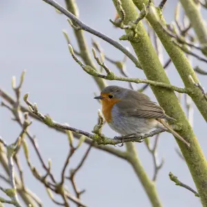 Robin -Erithacus rubecula-, perched on a twig, Fuldabruck, Fuldabruck, Hesse, Germany Robin -Erithacus rubecula-, perched on a twig, Fuldabruck, Fuldabruck, Hesse, Germany