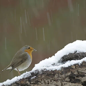 Robin -Erithacus rubecula- in snow