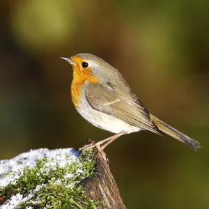 Robin -Erithacus rubecula- on a tree trunk in winter