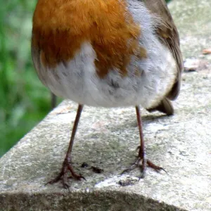 Robin Red Breast