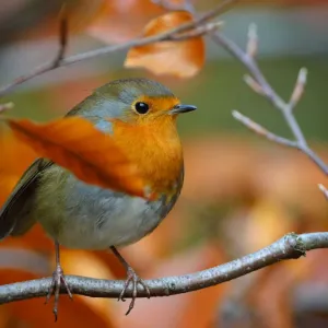 European Robin Print - Camouflaged in Beech Tree European Robin Print - Camouflaged in Beech Tree