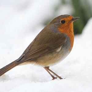 Robin in Snow