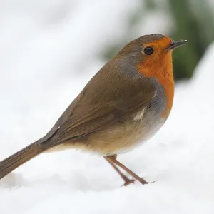Robin in Snow Print Robin in Snow Print