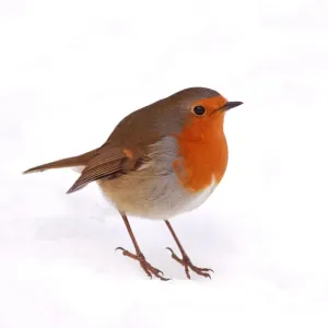 Robin Robin in Snow Print Robin Robin in Snow Print