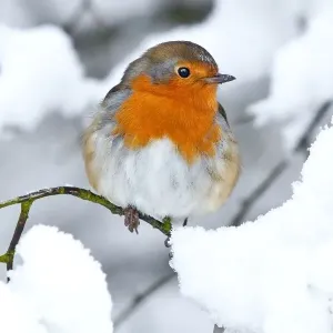 Robin in the snow Robin in the snow