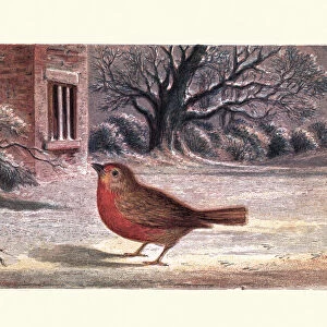 The Robins Christmas Eve