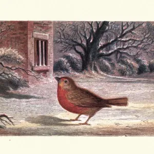 The Robins Christmas Eve The Robins Christmas Eve