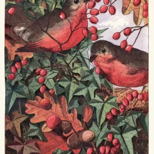 Robins eating berries Robins eating berries