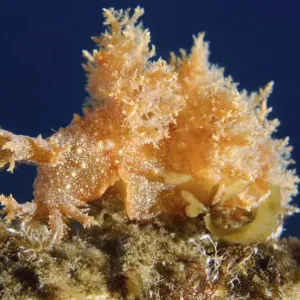Robust frond-aeolis nudibranch -Dendronotus robustus-, Sea of Japan, Primorsky Krai, Russian Far East, Russian Federation Robust frond-aeolis nudibranch -Dendronotus robustus-, Sea of Japan, Primorsky Krai, Russian Far East, Russian Federation