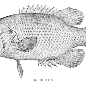 Rock bass engraving 1898 Rock bass engraving 1898