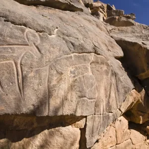 Rock engravings in the Wadi Mathendous, giraffe, Wadi Barjuj, stone desert, Libya, Sahara, North Africa, Africa Rock engravings in the Wadi Mathendous, giraffe, Wadi Barjuj, stone desert, Libya, Sahara, North Africa, Africa