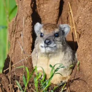 Rock Hyrax in Lair Print - Serengeti, Tanzania Rock Hyrax in Lair Print - Serengeti, Tanzania