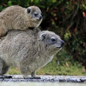 Rock Hyrax -Procavia capensis- adult female with young on back, social behavior, Bettys Bay, Western Cape, South Africa