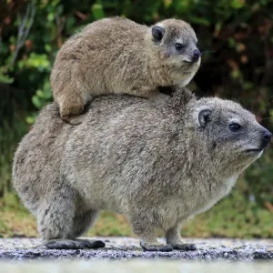 Rock Hyrax Print: Female with Young on Back Rock Hyrax Print: Female with Young on Back