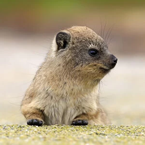 Rock Hyrax -Procavia capensis-, young, portrait, alert, Bettys Bay, Western Cape, South Africa