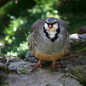 Rock Partridge (Alectoris graeca), Alpine Zoo Innsbruck, Tyrol, Austria, Europe Rock Partridge (Alectoris graeca), Alpine Zoo Innsbruck, Tyrol, Austria, Europe