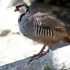 Rock Partridge (Alectoris graeca), Alpine Zoo Innsbruck, Tyrol, Austria, Europe Rock Partridge (Alectoris graeca), Alpine Zoo Innsbruck, Tyrol, Austria, Europe