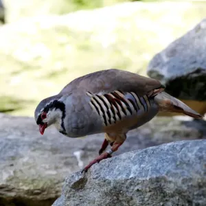 Rock Partridge (Alectoris graeca), Alpine Zoo Innsbruck, Tyrol, Austria, Europe Rock Partridge (Alectoris graeca), Alpine Zoo Innsbruck, Tyrol, Austria, Europe